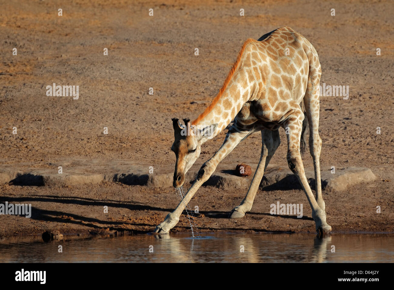 Giraffe (Giraffa Plancius) Trinkwasser, Etosha Nationalpark, Namibia Stockfoto