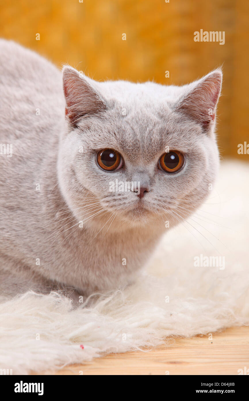 Britische Kurzhaarkatze, lila | Britisch Kurzhaar, Flieder / BKH Stockfoto