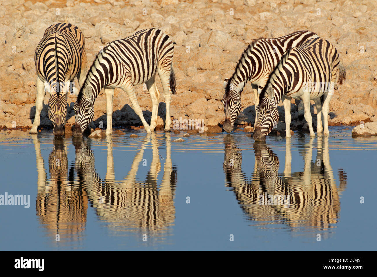 Ebenen (Burchells) Zebras (Equus Burchelli) Trinkwasser, Etosha Nationalpark, Namibia Stockfoto