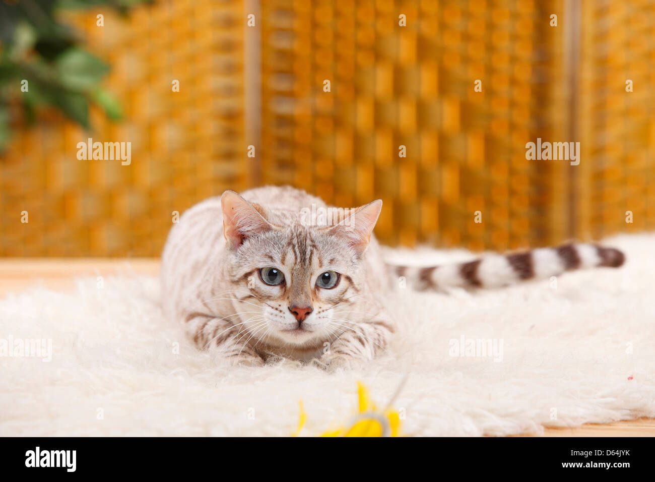 Bengal-Katze / Snow Bengal, lauern | Bengalkatze / Snow Bengal, Lauern, Lauernd, Lauert Stockfoto