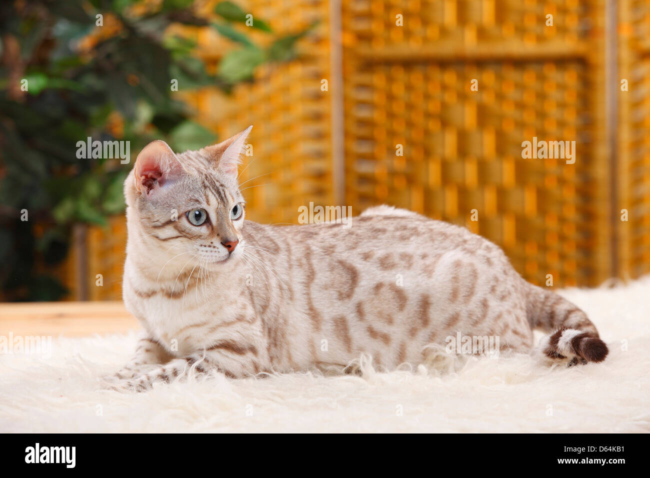 Bengal Cat Snow Bengal Bengalkatze Stockfotos und -bilder Kaufen - Alamy