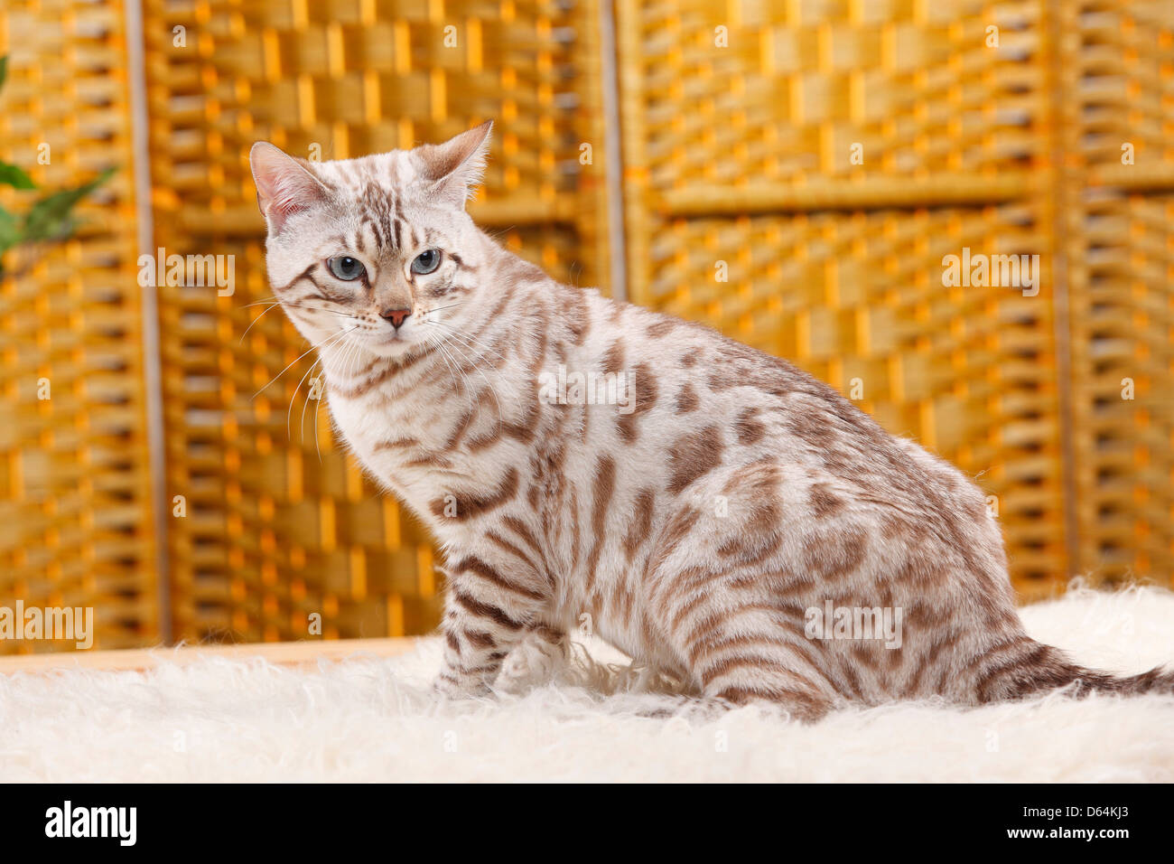 Bengal-Katze / Snow Bengal | Bengalkatze / Snow Bengal Stockfotografie -  Alamy