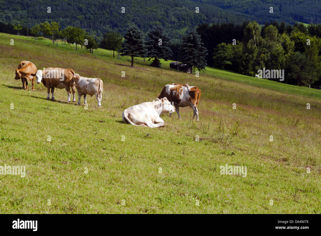 einige alpine Kühe auf der Weide Stockfoto