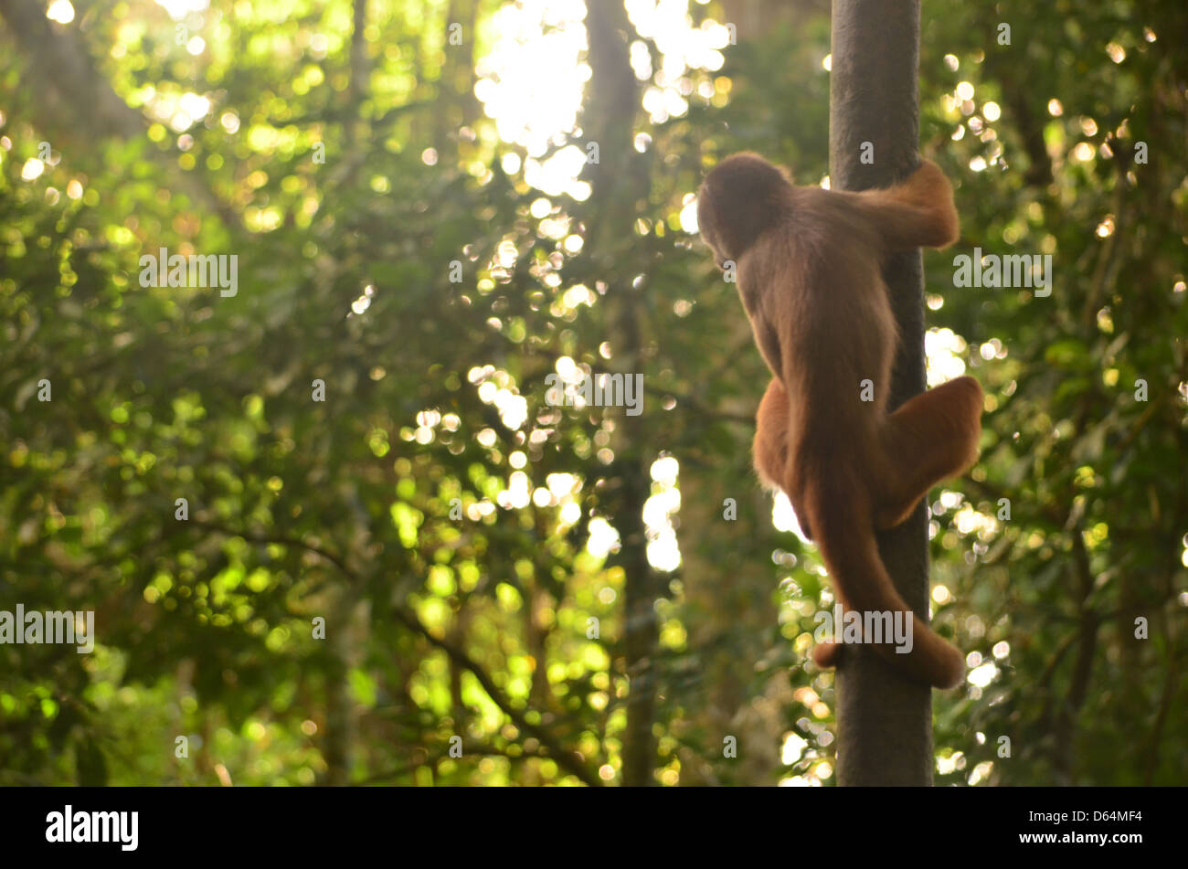 Eine White-faced Capuchin Affe sitzt in einem Baum im Amazonas-Regenwald Stockfoto