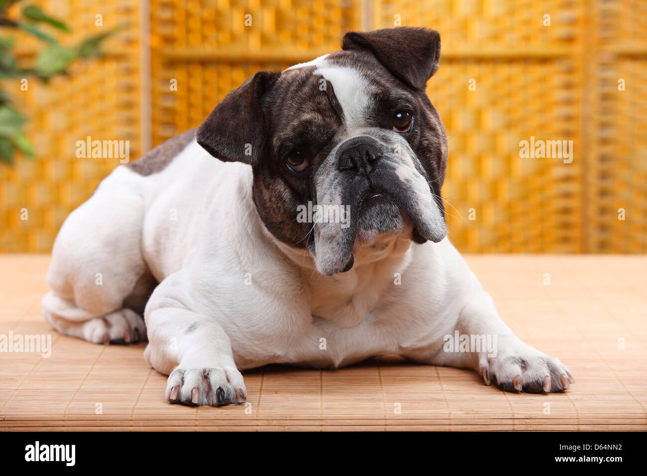 Mischling Hund (Englisch x französische Bulldogge