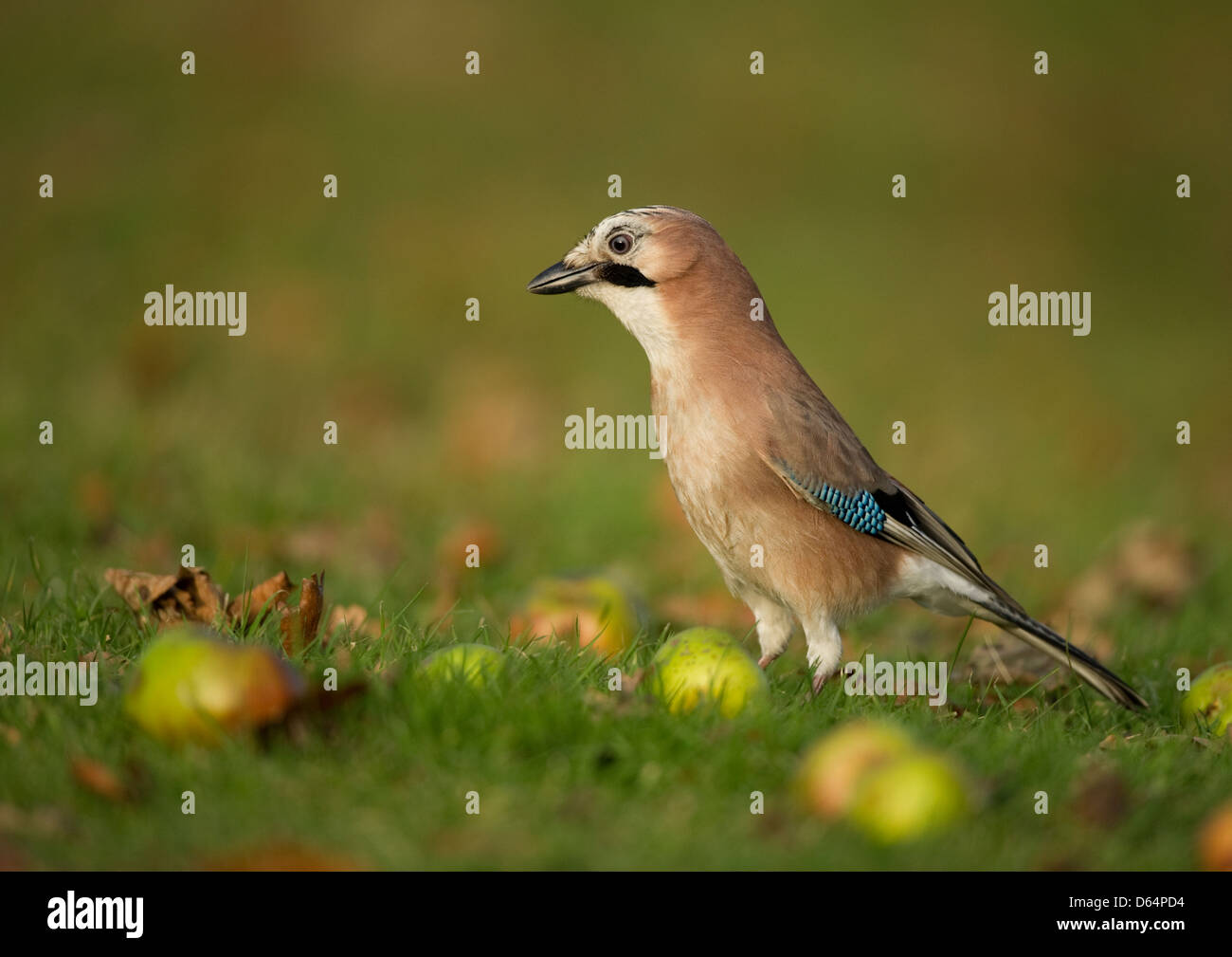 Jay, Garrulus Glandarius unter Windfall Äpfel im Herbst Sonnenlicht stehen. County Durham, England, Vereinigtes Königreich. Stockfoto