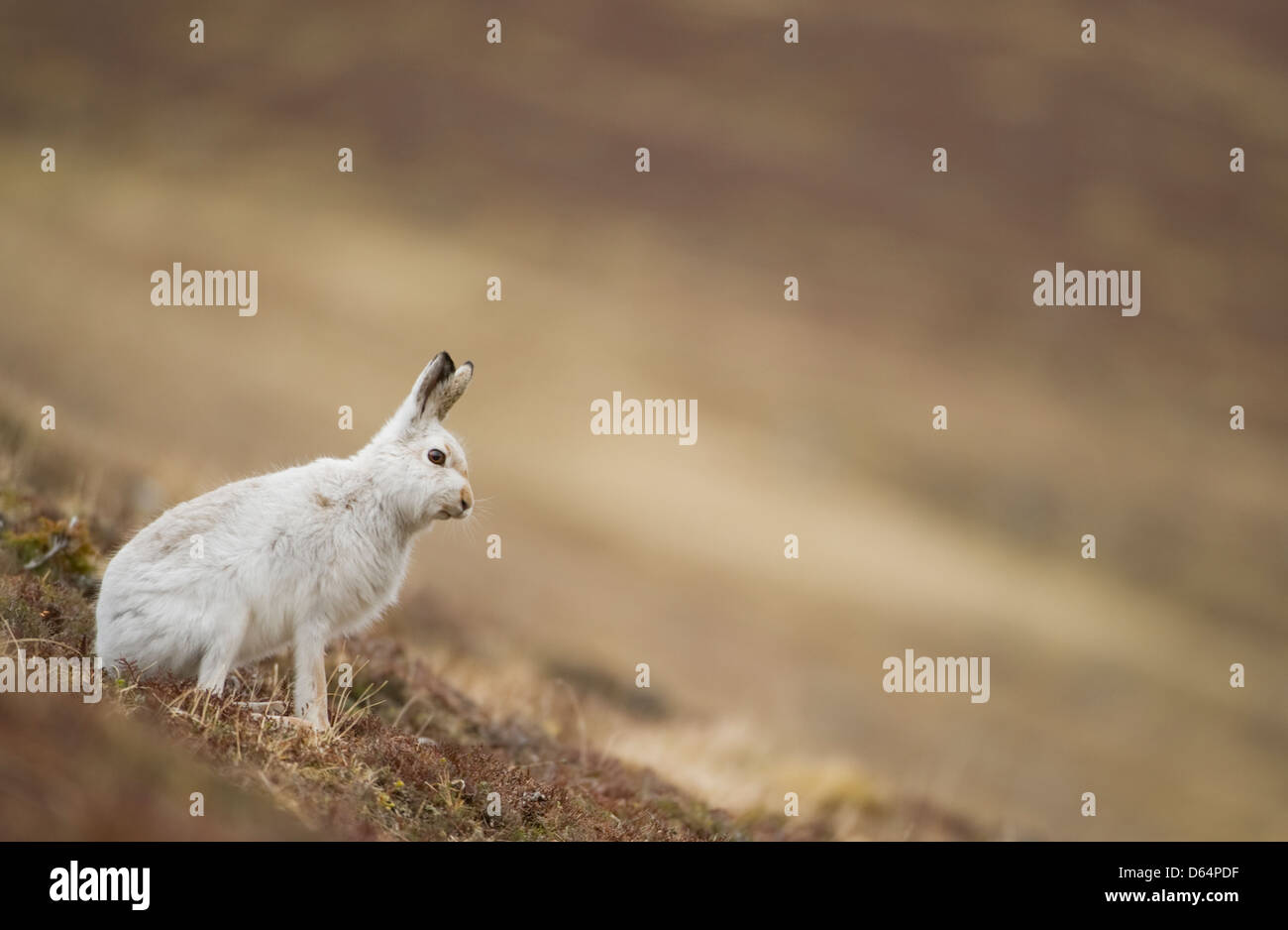 Schneehase, Lepus Timidus, sitzen unter Heidekraut auf der Seite auf einem schottischen Berg. Cairngorm, Schottland, Großbritannien. Stockfoto