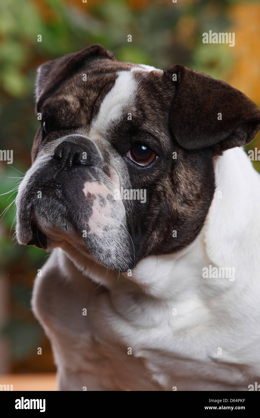 Mischling Hund (Englisch x französische Bulldogge