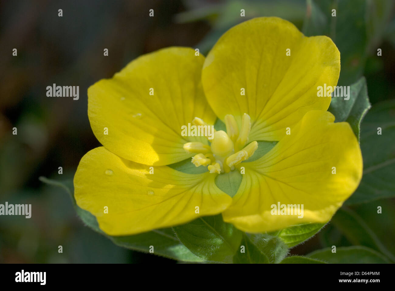 Gelbe Blume Sumatra Indonesien Stockfoto