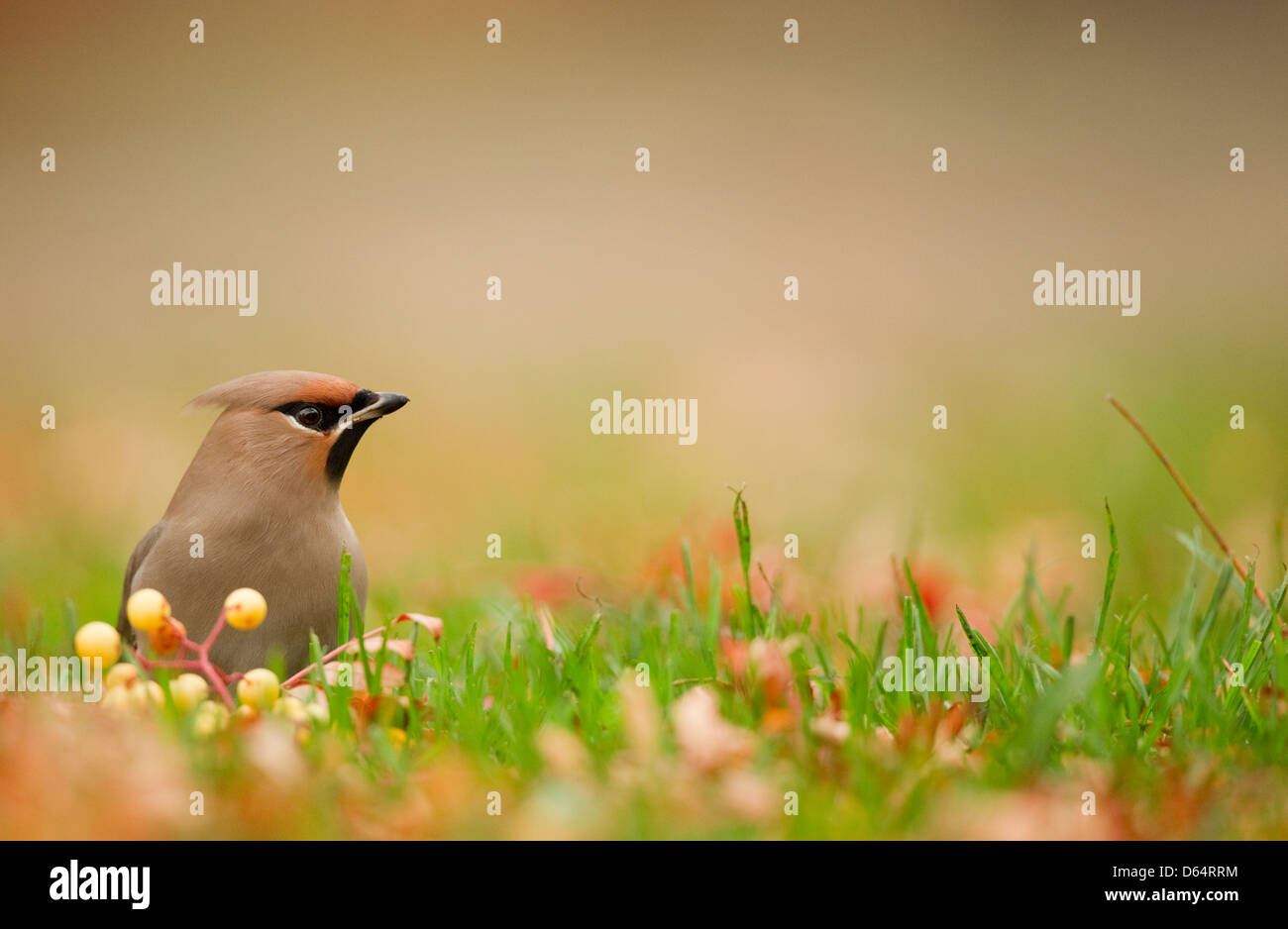 Seidenschwanz Bombycilla Garrulus, saß auf dem Boden neben einigen gelben Vogelbeeren. Newcastle-upon-Tyne, UK. Stockfoto