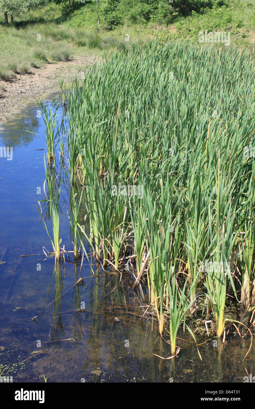 Ein Teich mit Stierköpfen (Typha latifolia) entlang der Ränder, der das Feuchtgebiet-Ökosystem zeigt. Die Pflanzen kommen häufig in Süßwasser-Lebensräumen vor und sind wichtig für die Erhaltung des ökologischen Gleichgewichts in aquatischen Umgebungen. Stockfoto