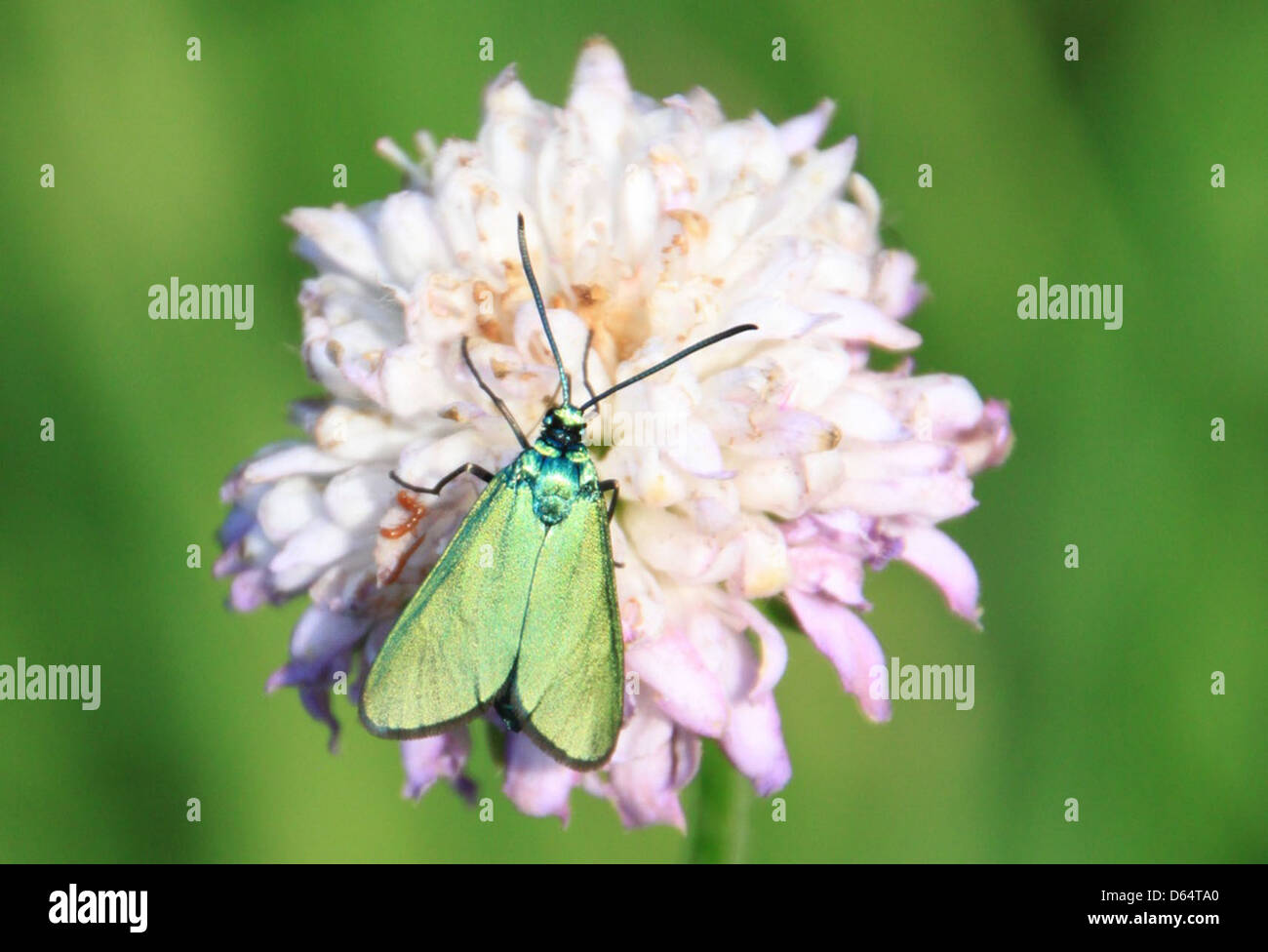 Dieses Bild zeigt die komplexen, metallisch grünen Flügel eines Schmetterlings. Die helle Metallic-Farbe ist charakteristisch für bestimmte Schmetterlingsarten. Stockfoto