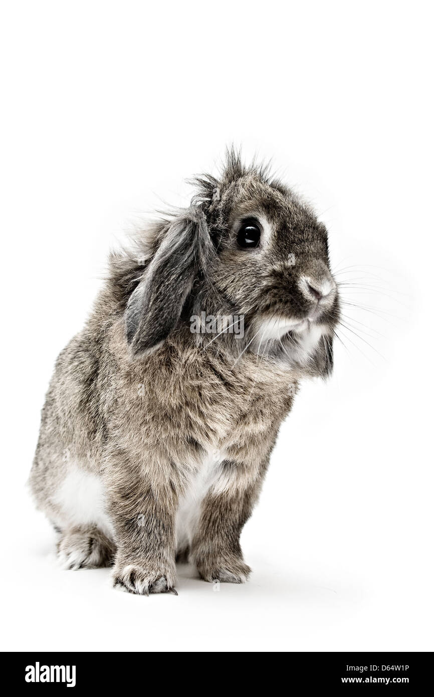 Ein Studio Stil Porträtfoto von einem braunen Löwenkopf Hauskaninchen vor einem weißen Hintergrund. Stockfoto