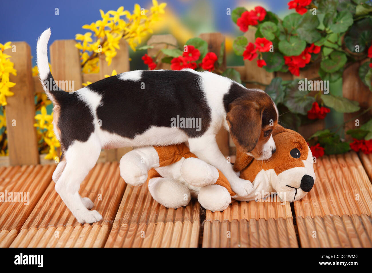 Beagle, Welpen, 9 Wochen, mit kuscheln Spielzeug | Beagle, Welpe, 9 Wochen,  Mit Kuscheltier / Spielzeug Stockfotografie - Alamy