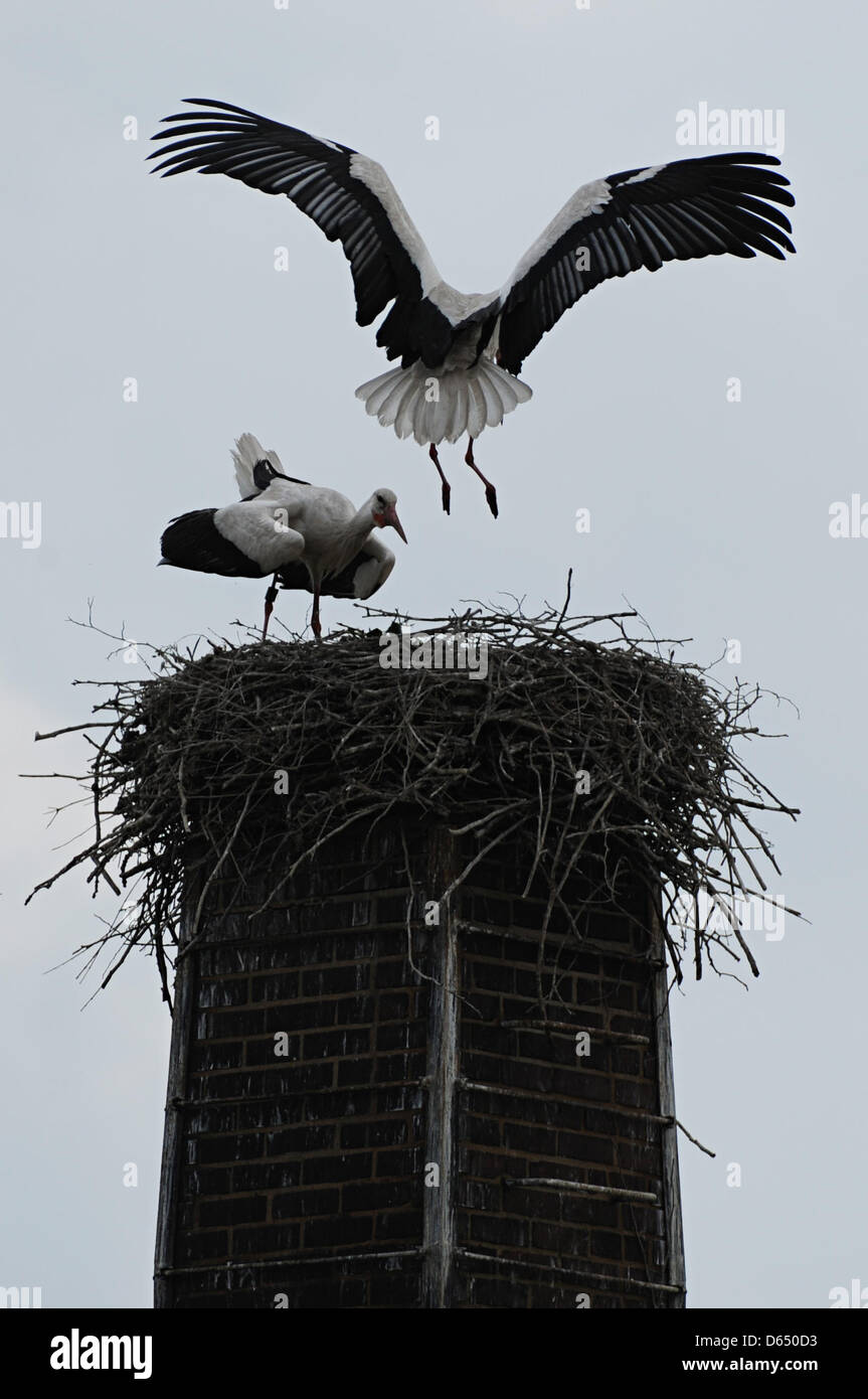 Ein Storch landet in seinem Nest in Hamburg, Deutschland, 7. Juni 2012. Foto: Daniel Reinhardt Stockfoto