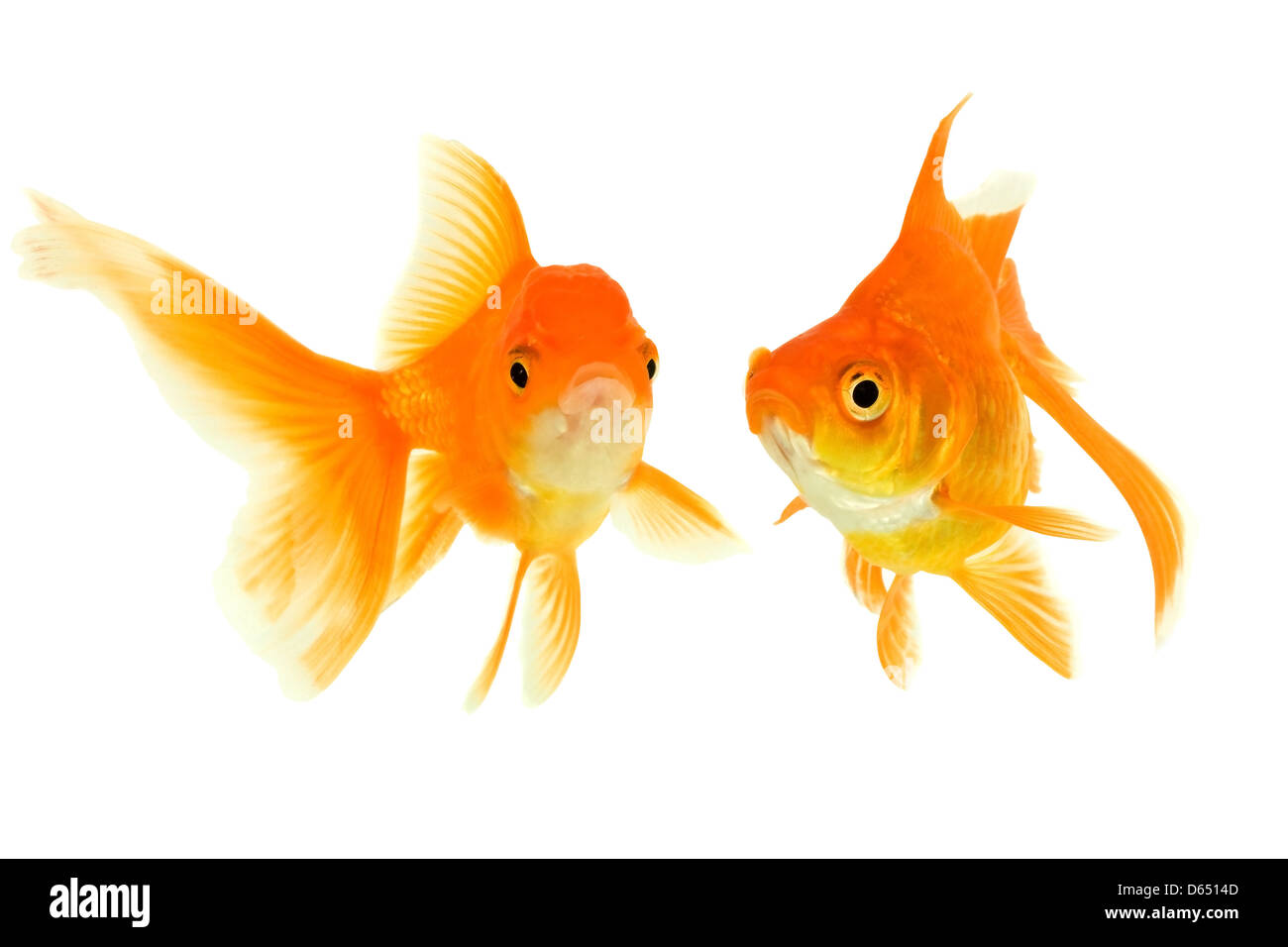 Weibchen und das Männchen von den Goldfischen Stockfoto