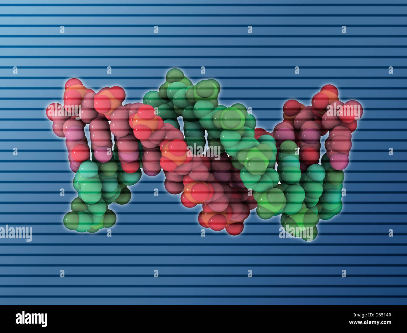 B-DNA-Molekül Stockfoto