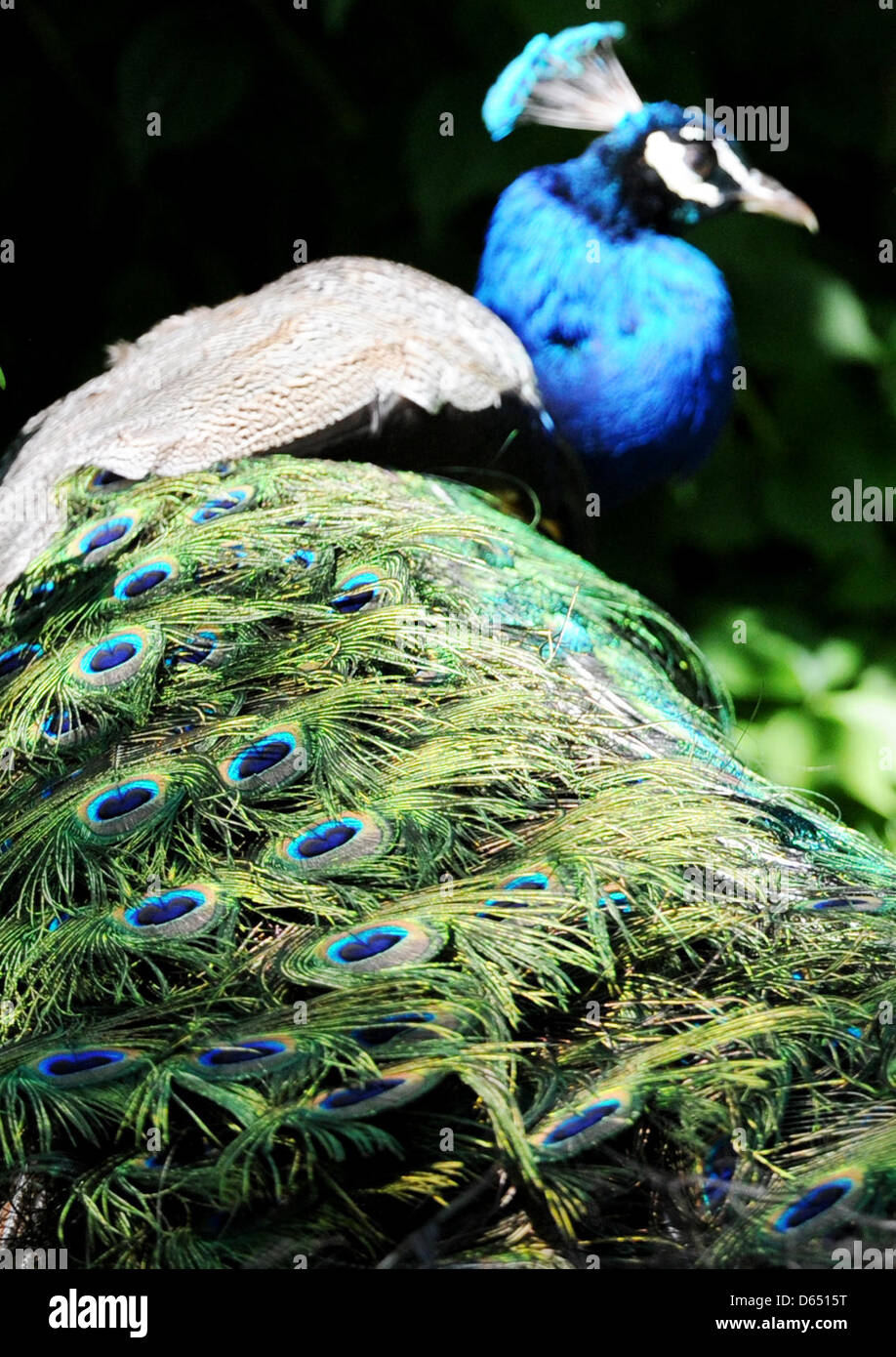 Eine blaue Pfauen im Tierpark Hagenbeck in Hamburg, Deutschland, 8. Juni 2012. Foto: Angelika Warmuth Stockfoto