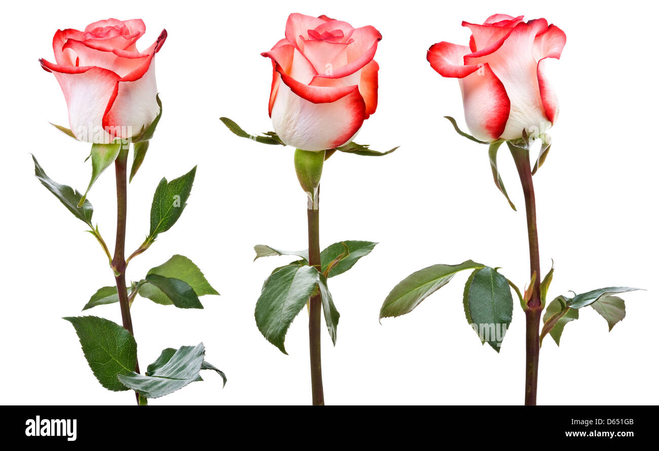 Weiß-rosa Rosen Stockfoto