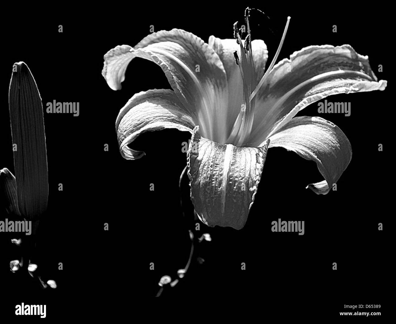 Black-and-White-Nature Plants-and-Insects  IMG 9206 cr Stockfoto