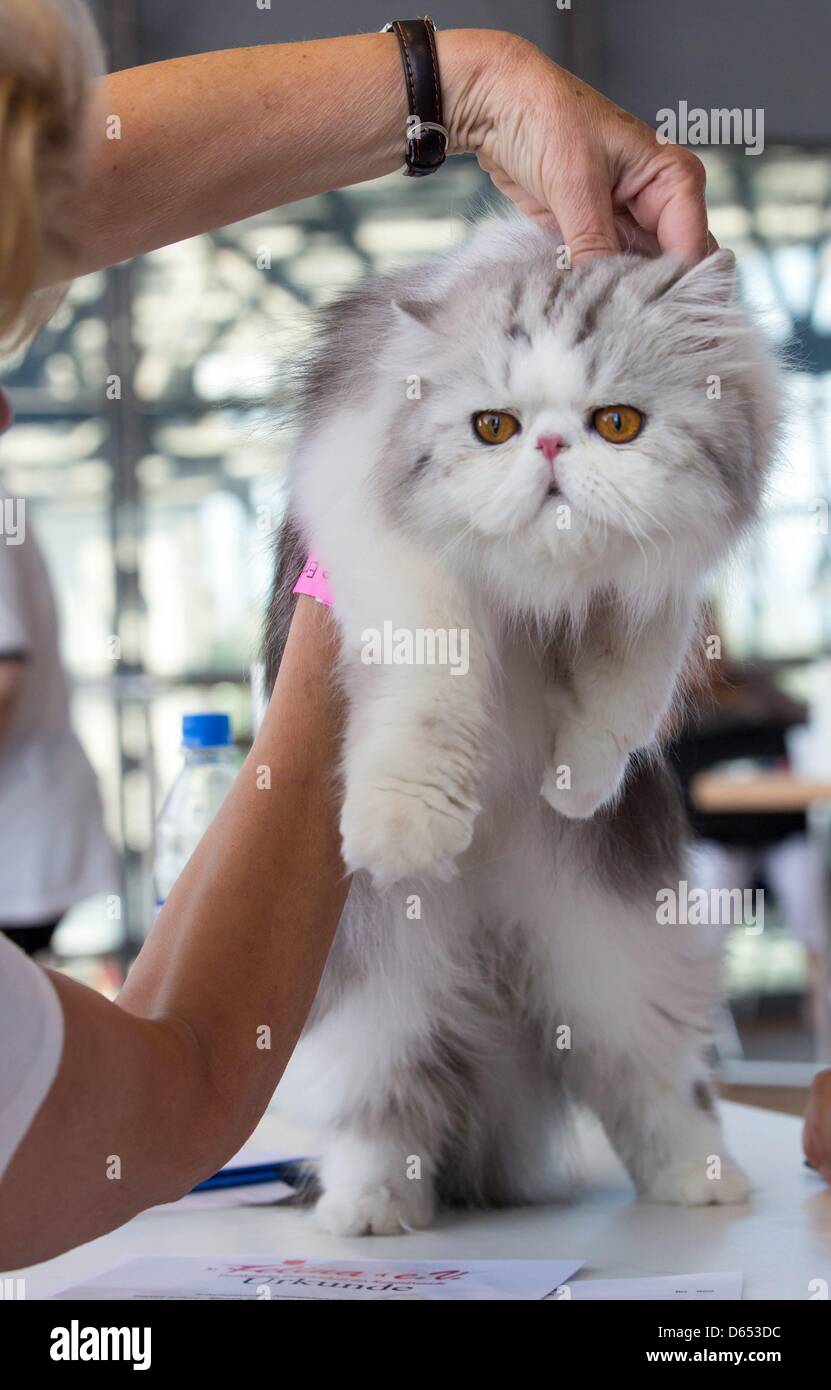 Mitglied Der Jury Beobachtet Einen Persischen Langhaarkatze
