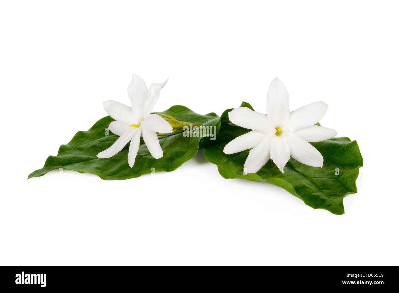 Jasminblüten isoliert auf weißem Hintergrund Stockfoto
