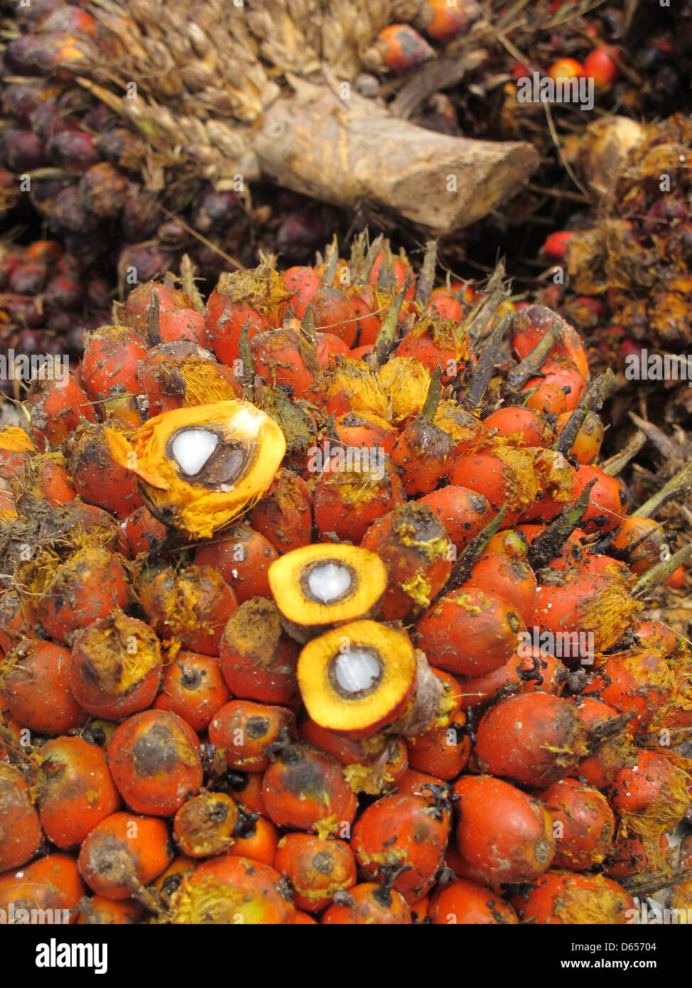 Eine Palmöl-Obst-Reihe wird in Playpraya in der Provinz Krabi, Thailand, 29. Mai 2012 präsentiert. Palmöl ist das produktivste Pflanzenöl in der Welt. Ein Baum wächst rund 15 Fruchtstände jährlich mit Dutzenden von einzelnen Palmöl Früchte. Öl wird aus dem Fruchtfleisch gewonnen. Die Kerne sind separat gepresst, um noch wertvoller Palmkernöl zu produzieren. Foto: Christiane Stockfoto