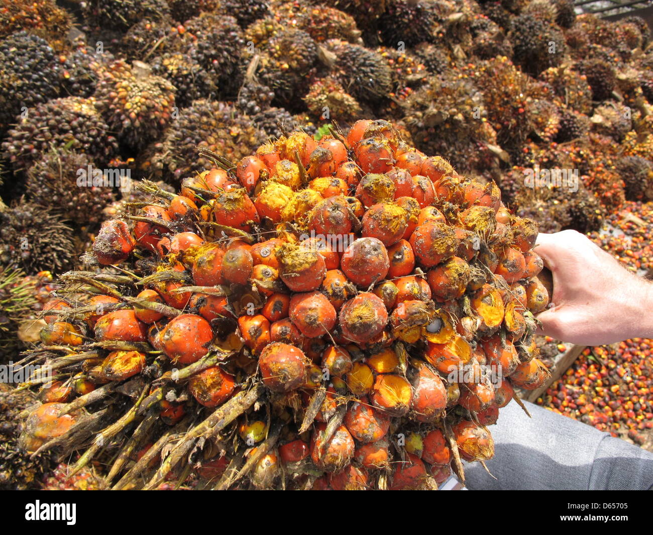 Eine Palmöl-Obst-Reihe wird in Playpraya in der Provinz Krabi, Thailand, 29. Mai 2012 präsentiert. Palmöl ist das produktivste Pflanzenöl in der Welt. Ein Baum wächst rund 15 Fruchtstände jährlich mit Dutzenden von einzelnen Palmöl Früchte. Öl wird aus dem Fruchtfleisch gewonnen. Die Kerne sind separat gepresst, um noch wertvoller Palmkernöl zu produzieren. Foto: Christiane Stockfoto