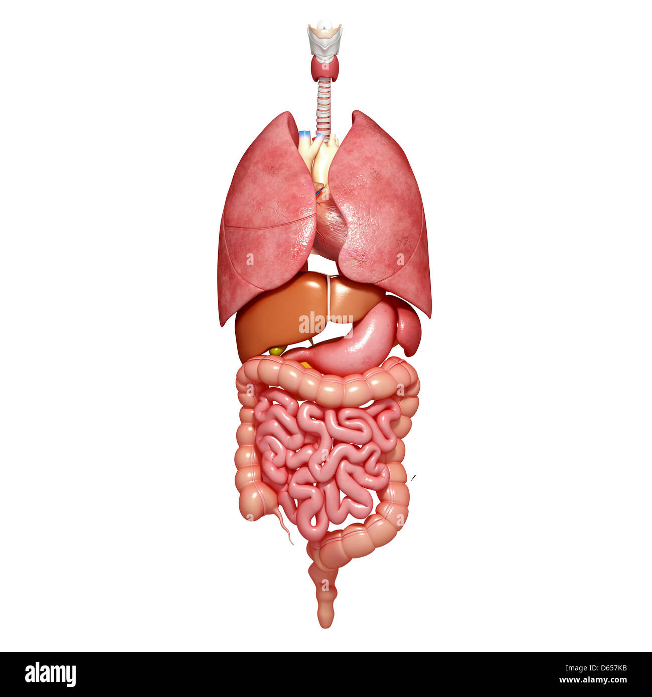 Anatomie Des Menschen Stockfotos und -bilder Kaufen - Alamy