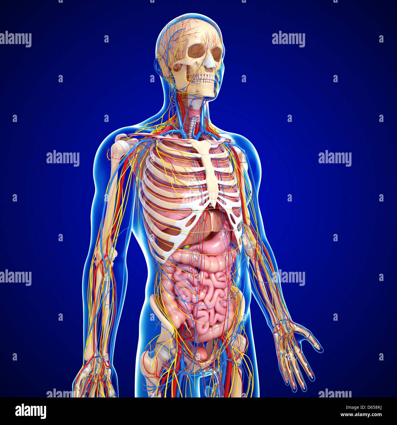 Männliche Anatomie, artwork Stockfotografie Alamy