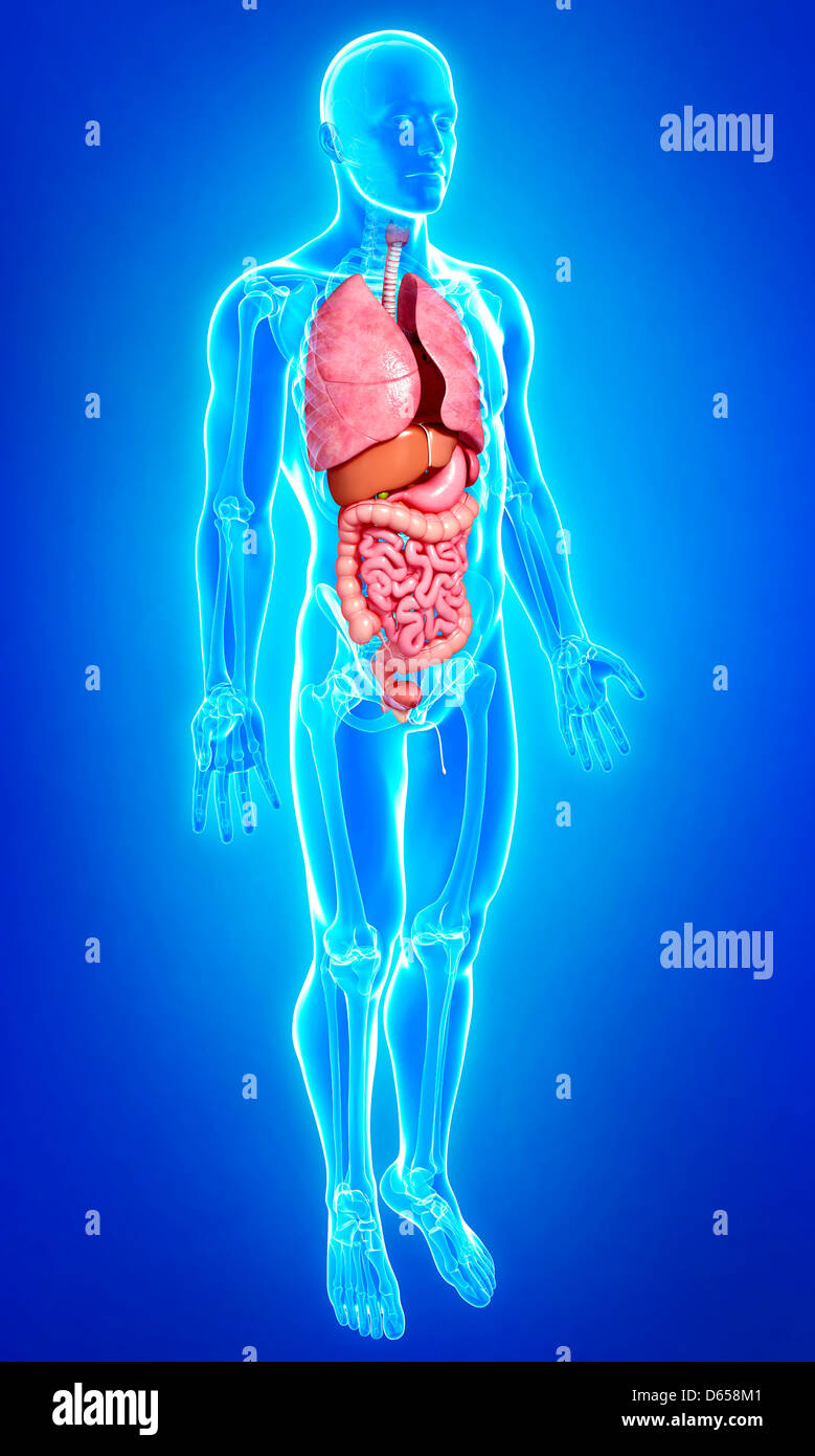 Männliche Anatomie, artwork Stockfotografie - Alamy