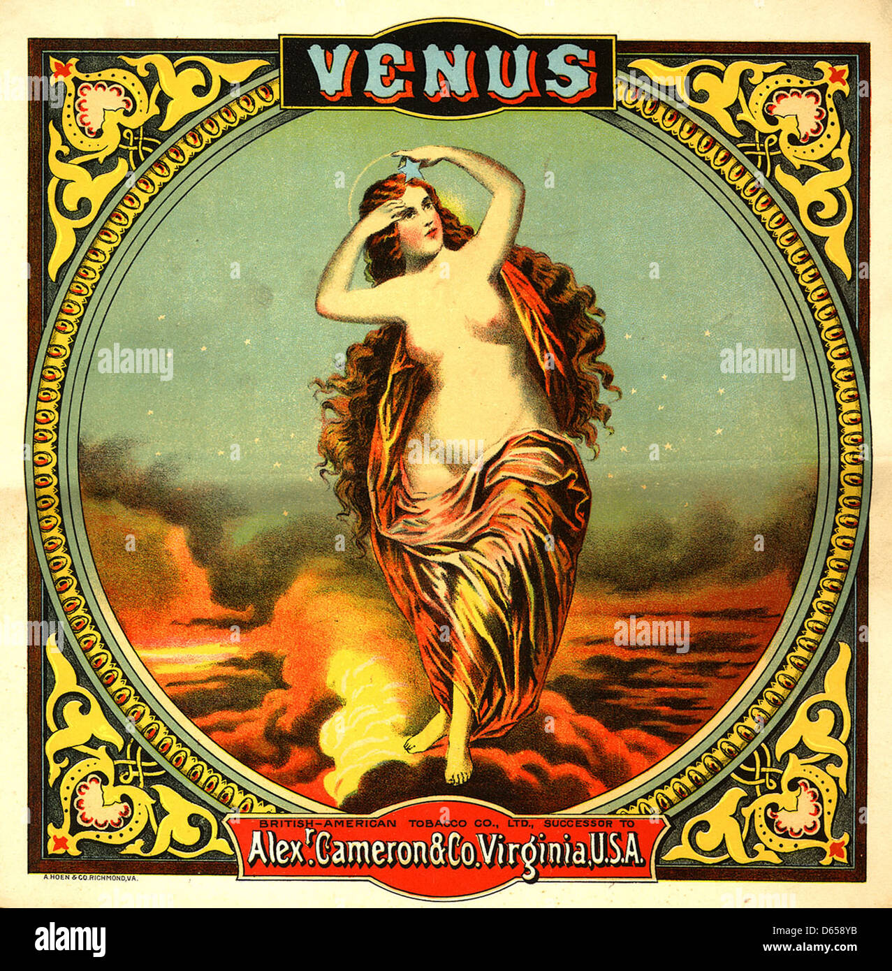 Venus-Tabak Stockfoto