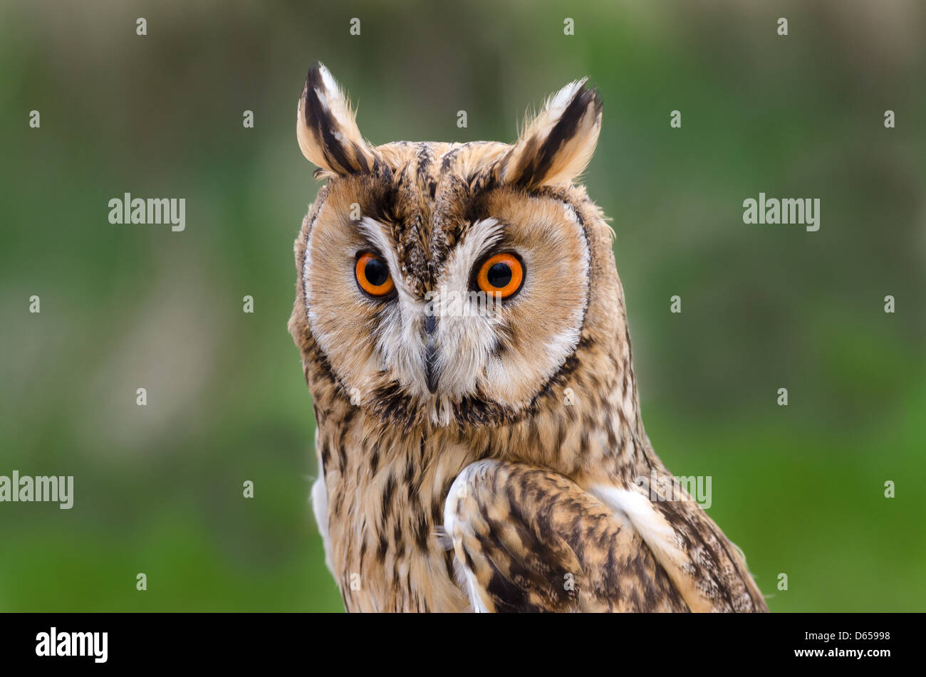 Eule mit Augenbrauen angehoben Stockfoto