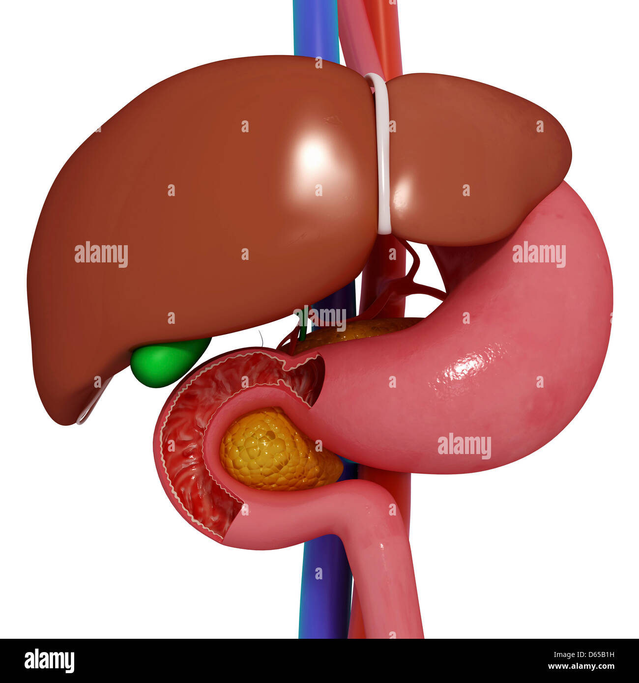 Healthy Digestive System Stockfotos & Healthy Digestive System Bilder