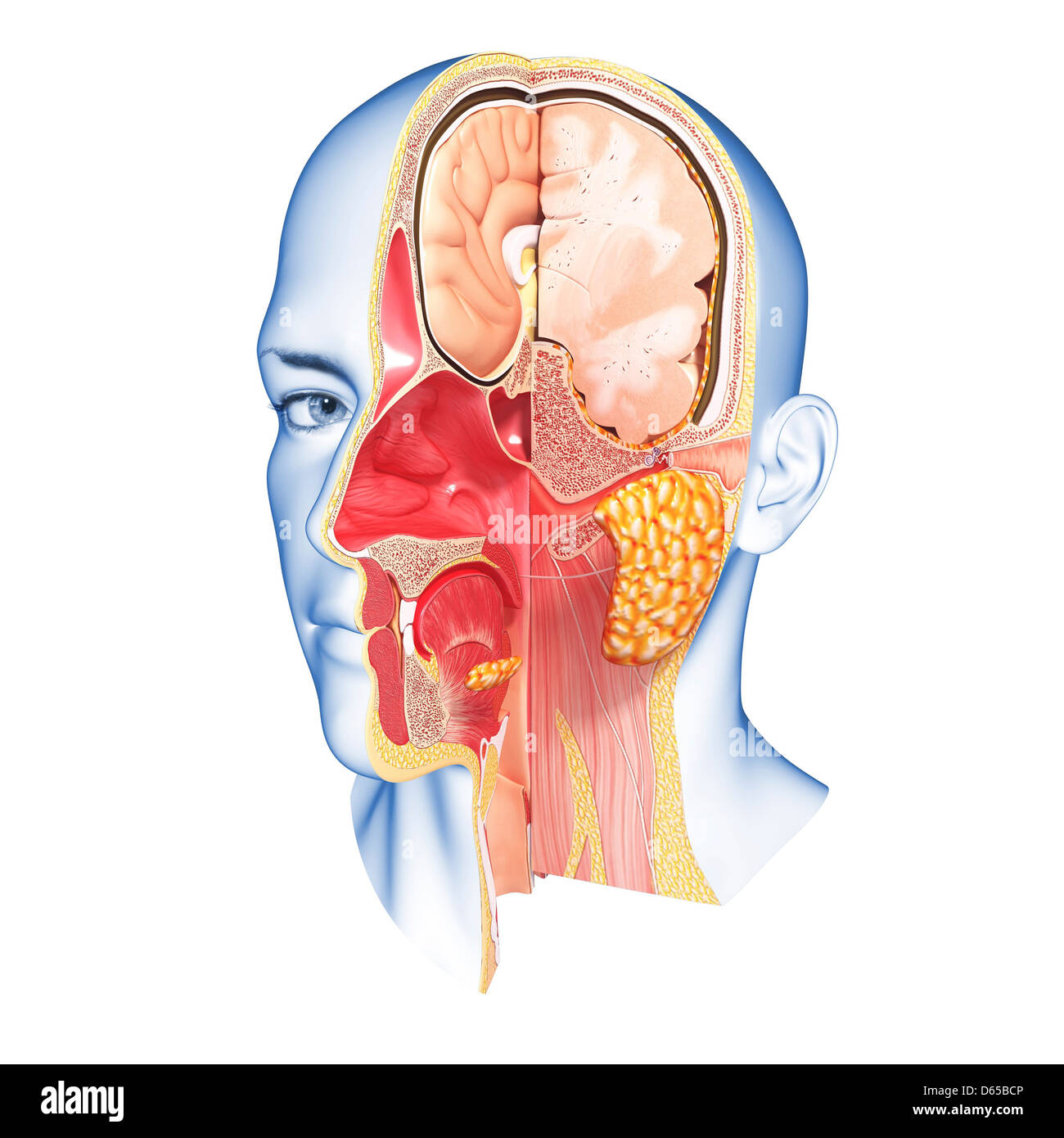 Kopf Anatomie, artwork Stockfoto
