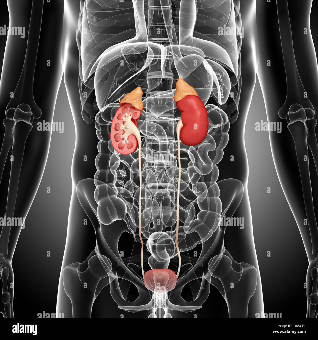 Mannliches Harnsystem Stockfotos Und Bilder Kaufen Alamy