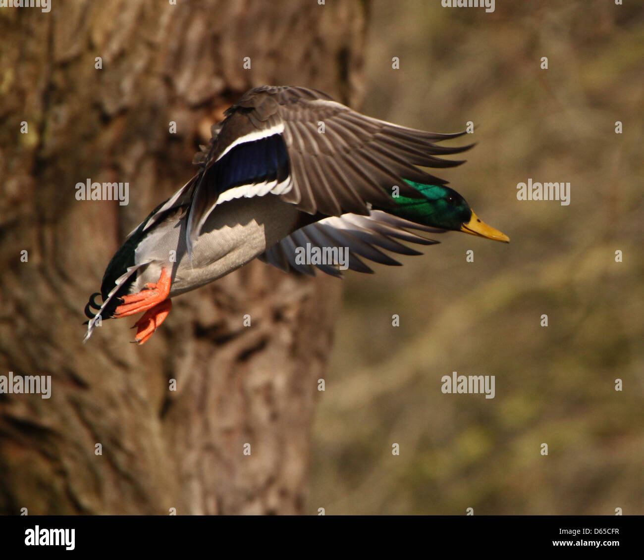 Detaillierte Nahaufnahme einer männlichen Wildente oder Drake Mallard (Anas Platyrhynchos) im Flug Stockfoto