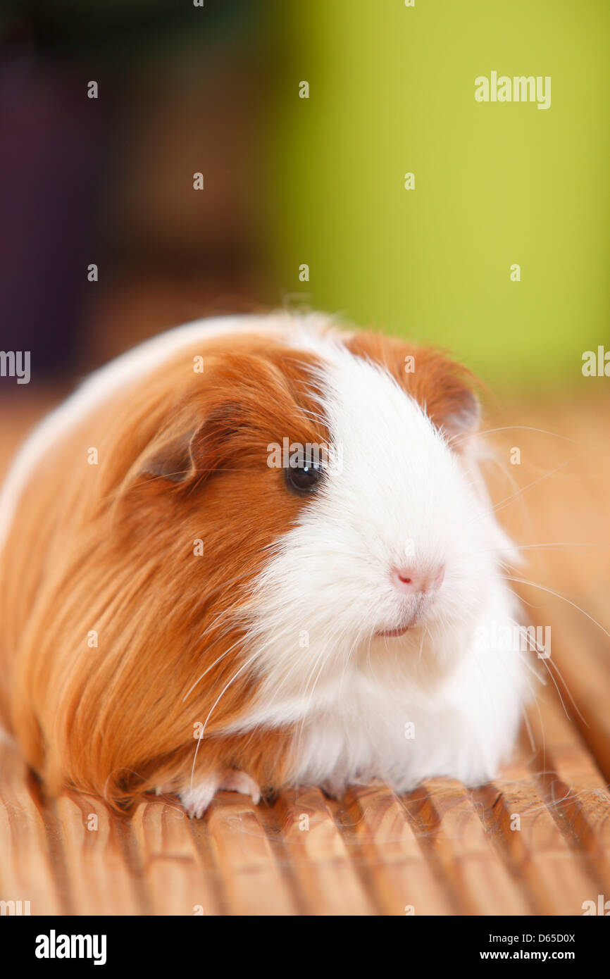 Sheltie Meerschweinchen, rot-weiß | Sheltie-Meerschweinchen, Rot-Weiss / Peruanisches Seidentier Stockfoto