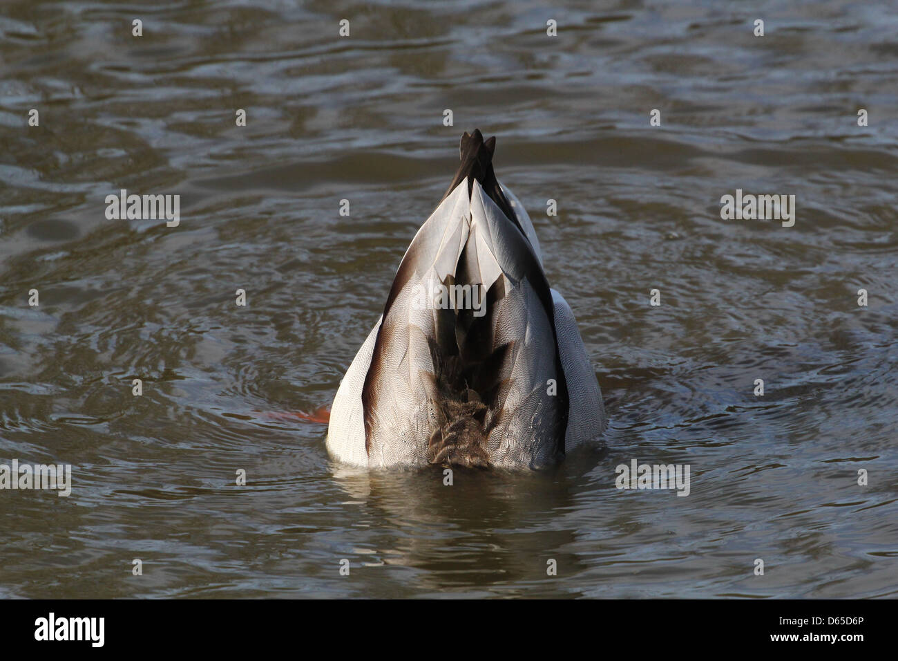 Detaillierte Nahaufnahme einer männlichen Wildente oder Drake Mallard (Anas Platyrhynchos) auf Nahrungssuche Stockfoto