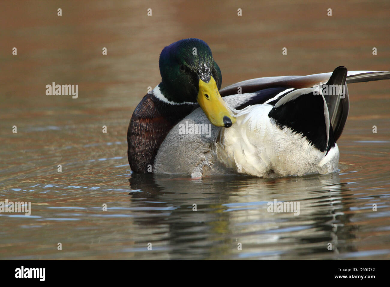 Detaillierte Nahaufnahme einer männlichen Wildente oder Drake Mallard (Anas Platyrhynchos) schwimmen und seine Federn putzen Stockfoto