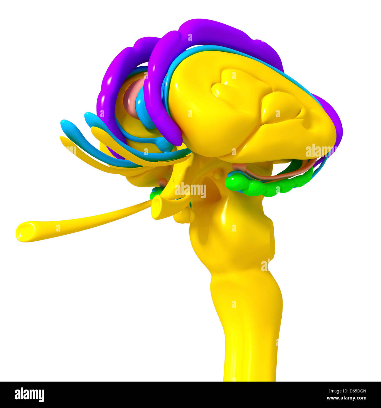 Anatomie des Gehirns, artwork Stockfoto