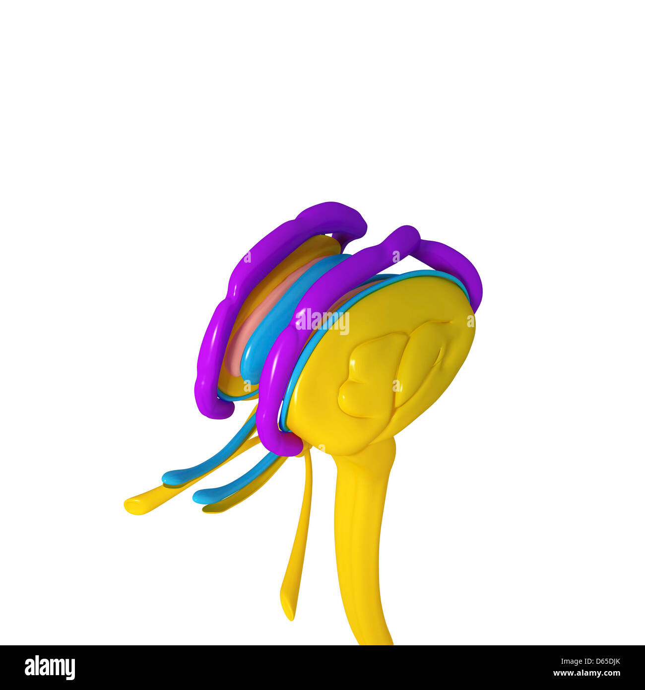 Anatomie des Gehirns, artwork Stockfoto