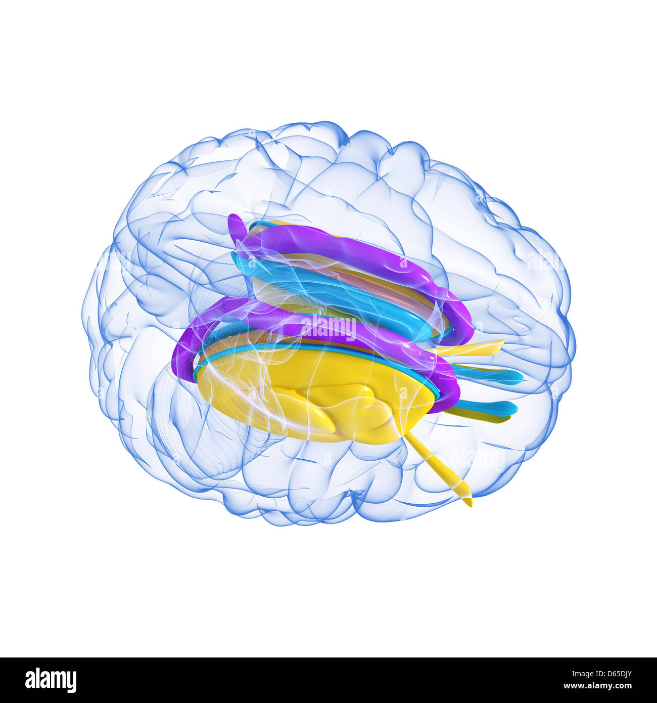 Anatomie des Gehirns, artwork Stockfoto