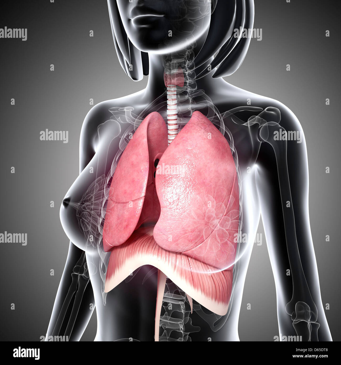 Weibliche Atmungssystem, artwork Stockfoto