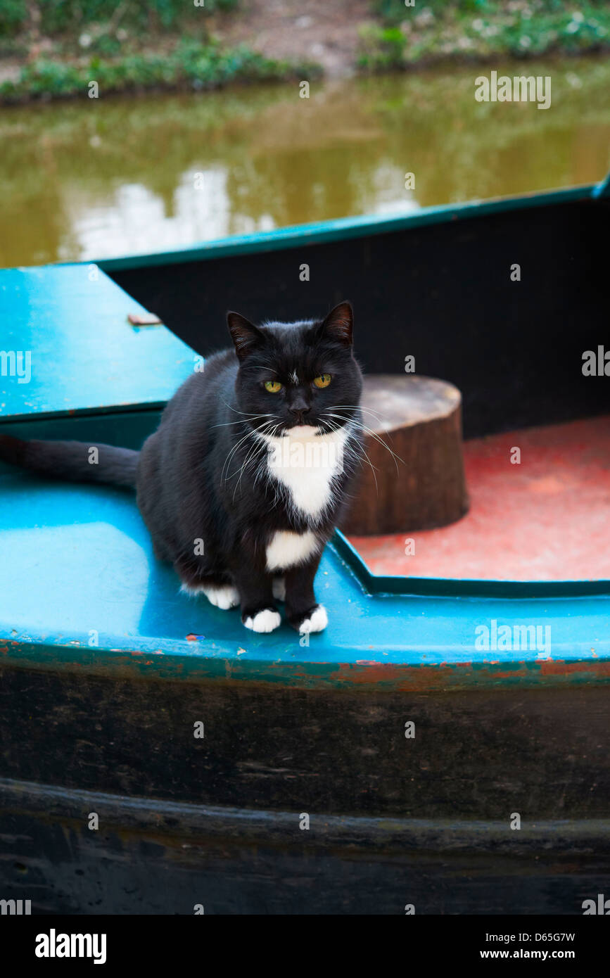 Schwarz / weiß Katze sitzt auf dem Heck eines Bootes schmal Stockfoto