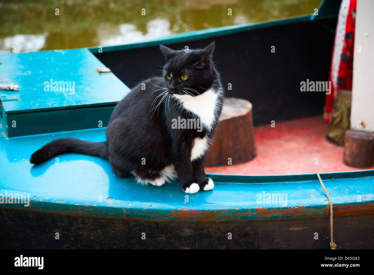 Schwarz / weiß Katze sitzt auf dem Heck eines Bootes schmal Stockfoto