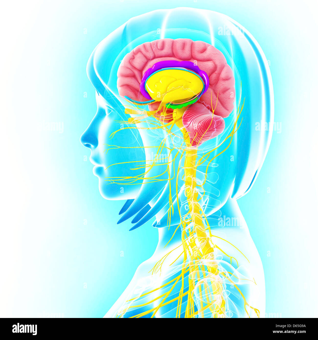 Anatomie des Gehirns, artwork Stockfoto