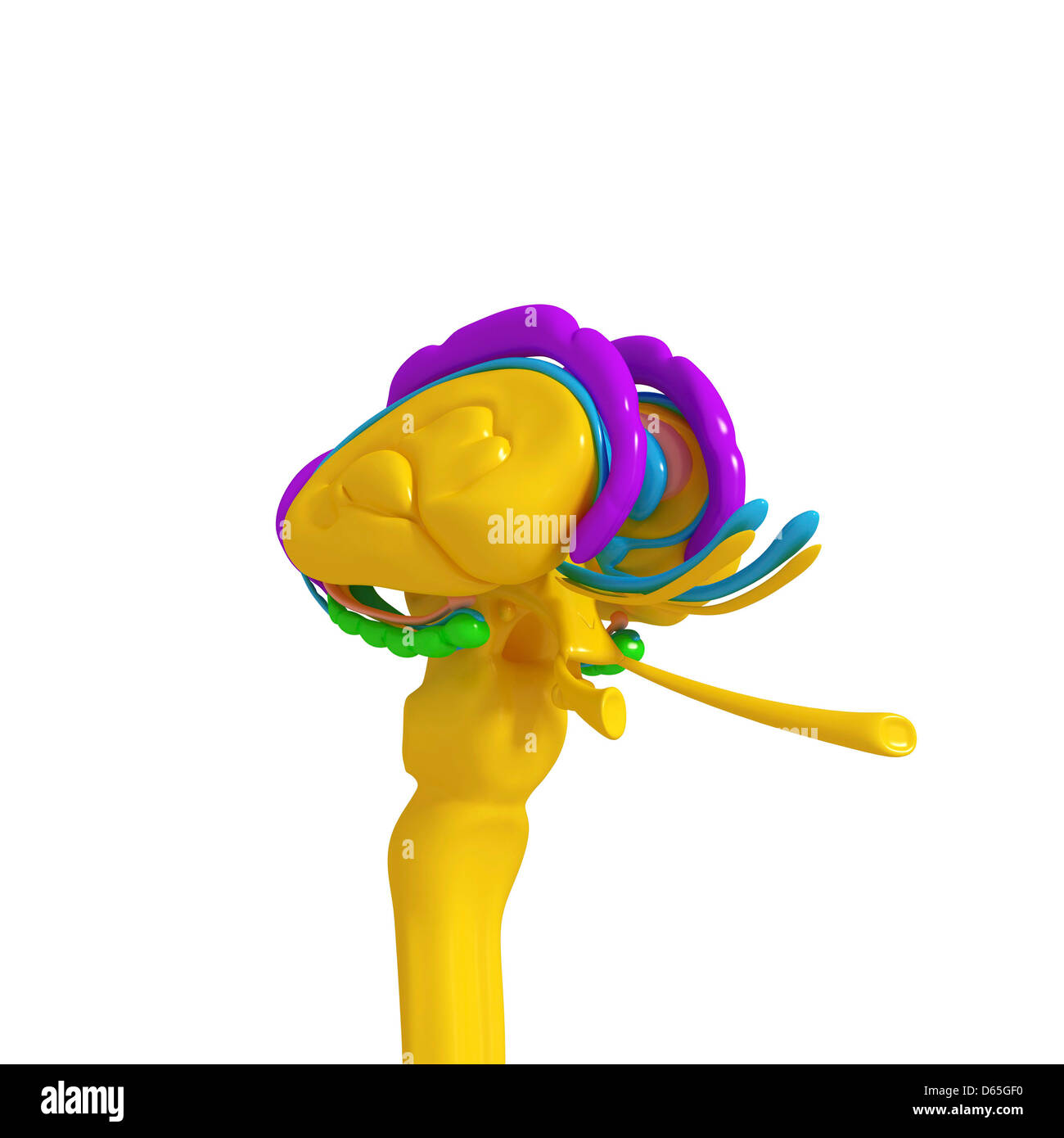 Anatomie des Gehirns, artwork Stockfoto