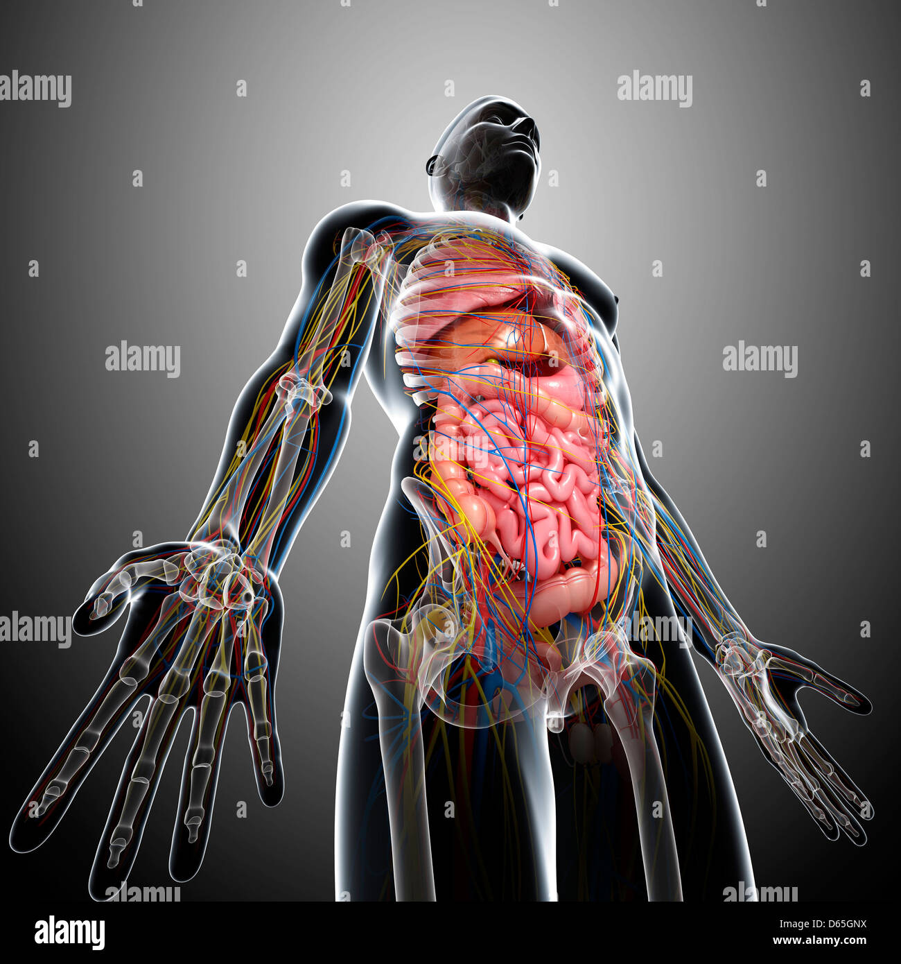 Männliche Anatomie, artwork Stockfotografie - Alamy