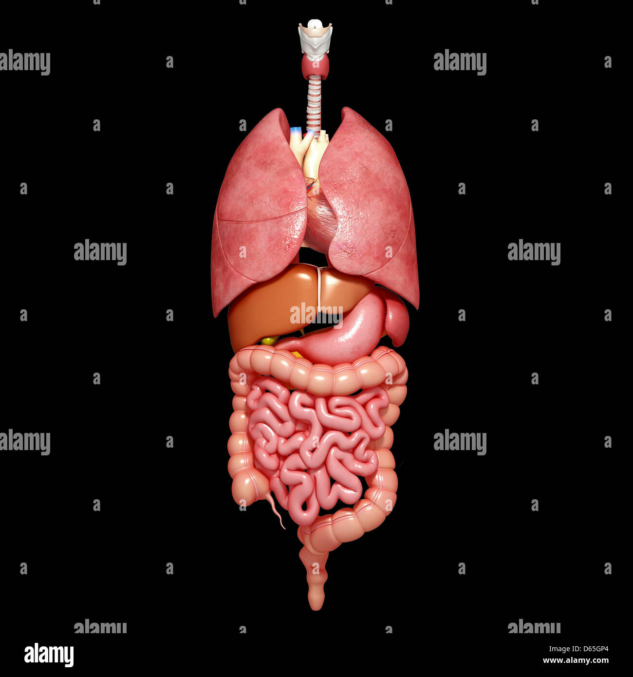 Menschliches organ Fotos und Bildmaterial in hoher Auflösung Alamy